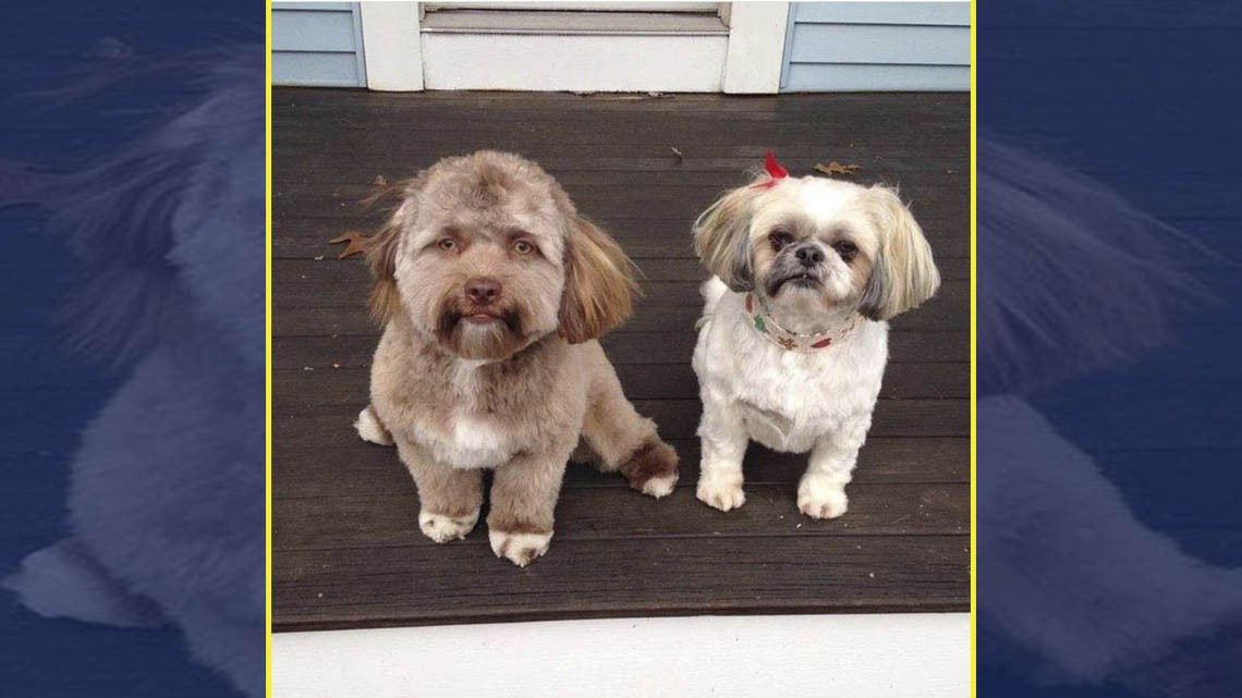 ¿Un perrito con cara de humano?