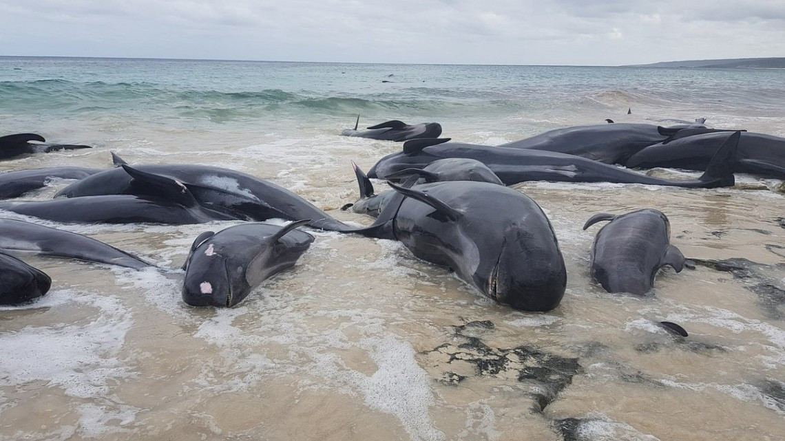 Más de 150 ballenas quedaron varadas en Australia