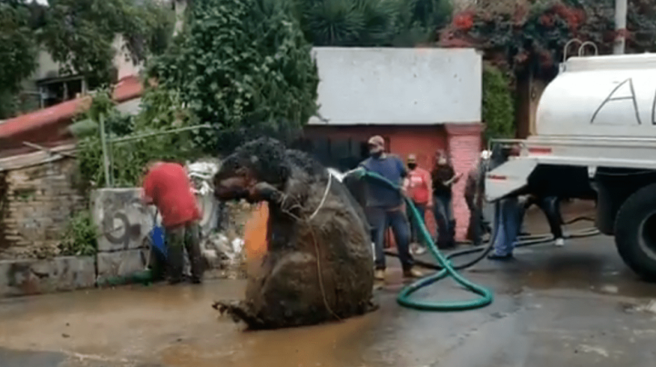 México mágico: encuentran botarga de rata gigante en alcantarilla de CDMX 
