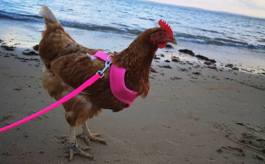 Ya podrás salir a pasear… ¿con tu gallina?