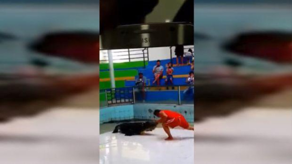 Así salva un domador su mano de un ataque de cocodrilo
