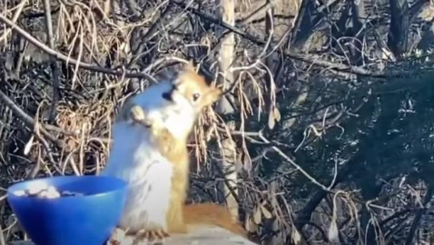 Ardilla se emborracha por accidente 