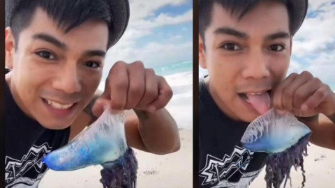 Sujeto se graba lamiendo una medusa venenosa