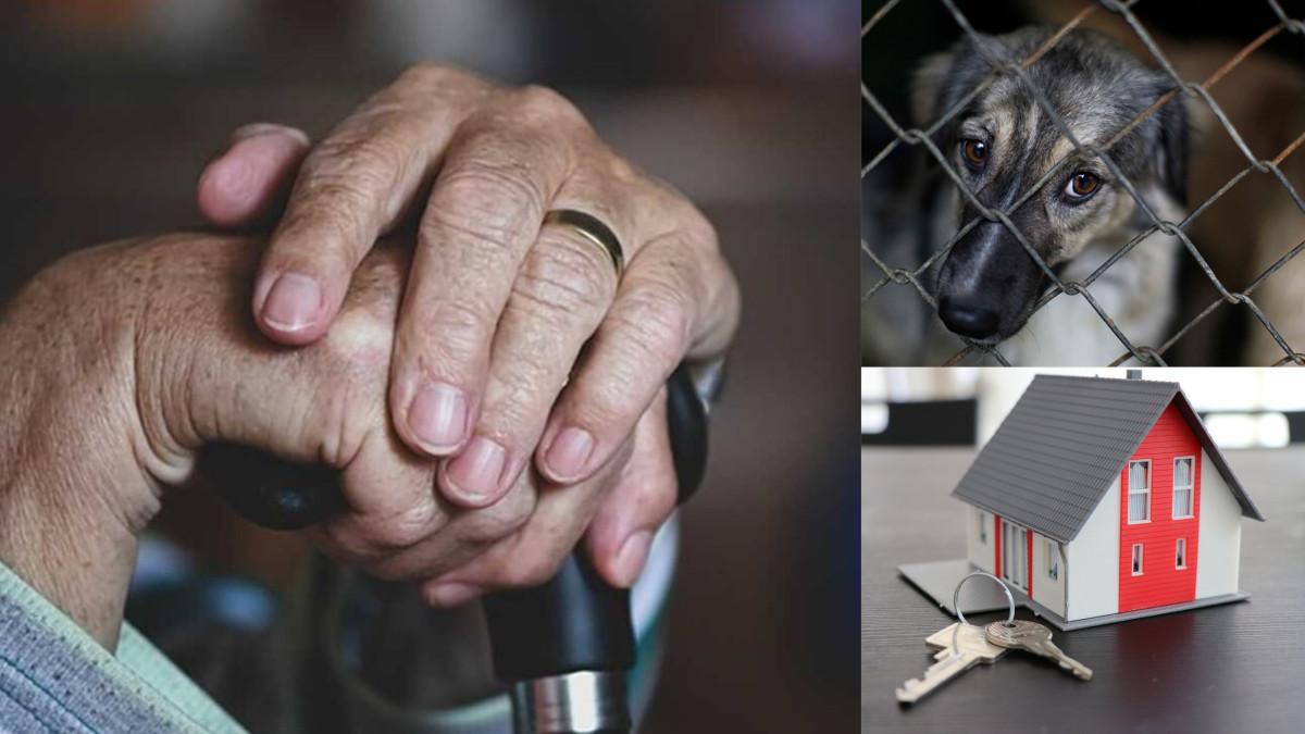 Publican en el DOF reformas en materia de bienestar, vivienda y protección animal