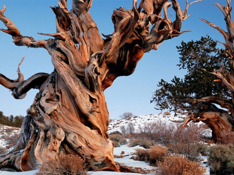 “Prometeo”, un pino muy viejo, más que las pirámides