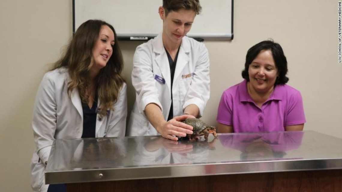 'Pedro, la tortuga' perdió sus patas, pero LEGO ayudó a que se moviera nuevamente