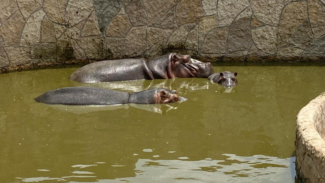 Listo el Zoológico en Nuevo Laredo para altas temperaturas