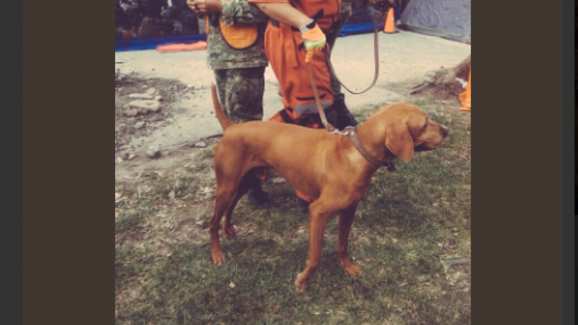 Conoce a Frida, una heroína de cuatro patas