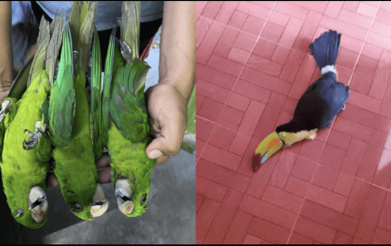  Registran aves muertas por calor extremo en la Huasteca Potosina