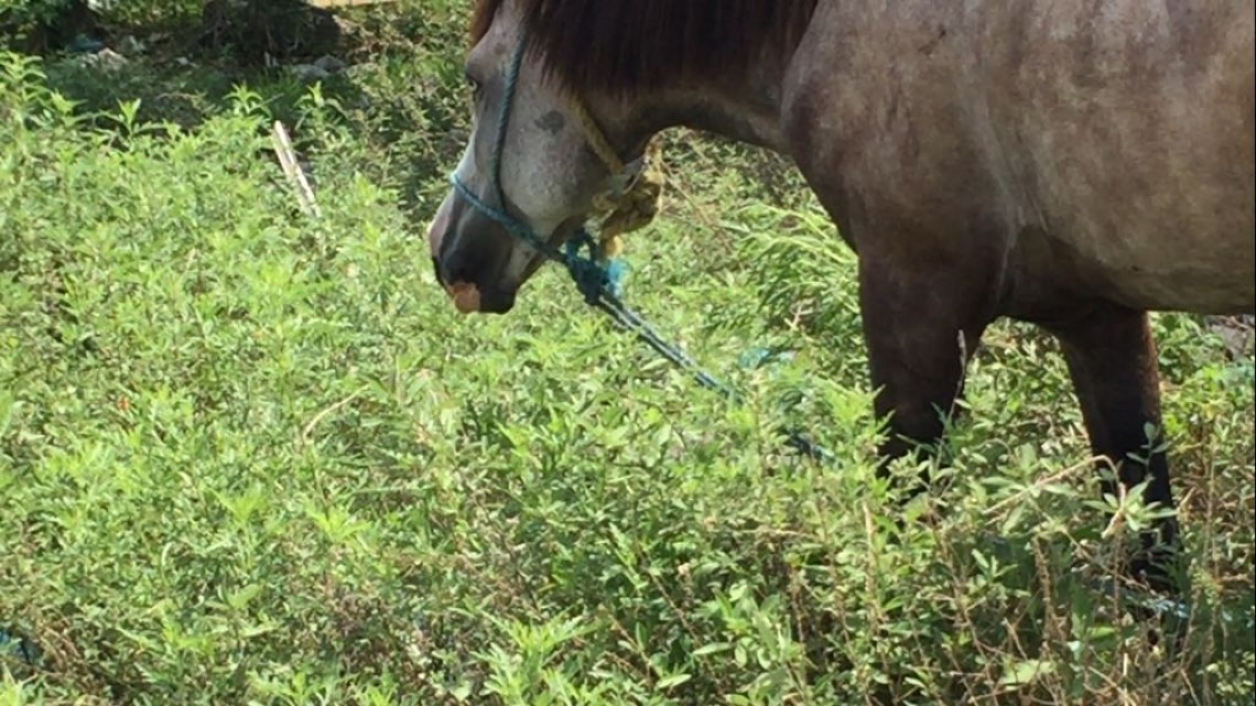 Avanza creación de reglamento de protección animal en Altamira
