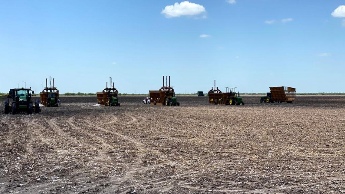 Sigue activa la pizca de algodón en el norte de Tamaulipas