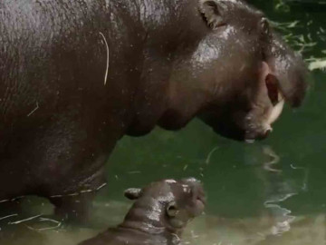 Nace en zoo de San Diego hipopótamo en peligro de extinción