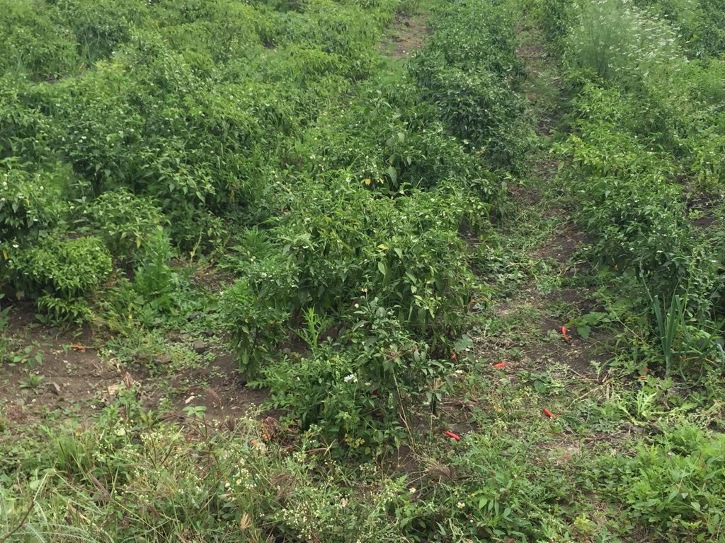 Lluvias generan esperanza en el campo agrícola y ganadero en el sur