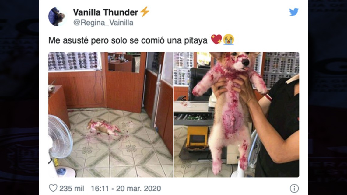 “¡Ay… me va a dar algo!” Perrito juega “cruel broma” a su dueña 