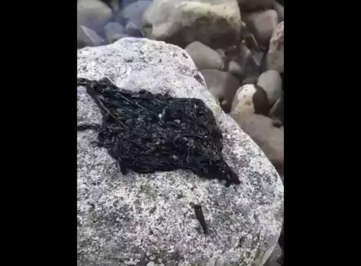 ¿Alguien sabe que es esto?”, encuentran extraña masa en roca