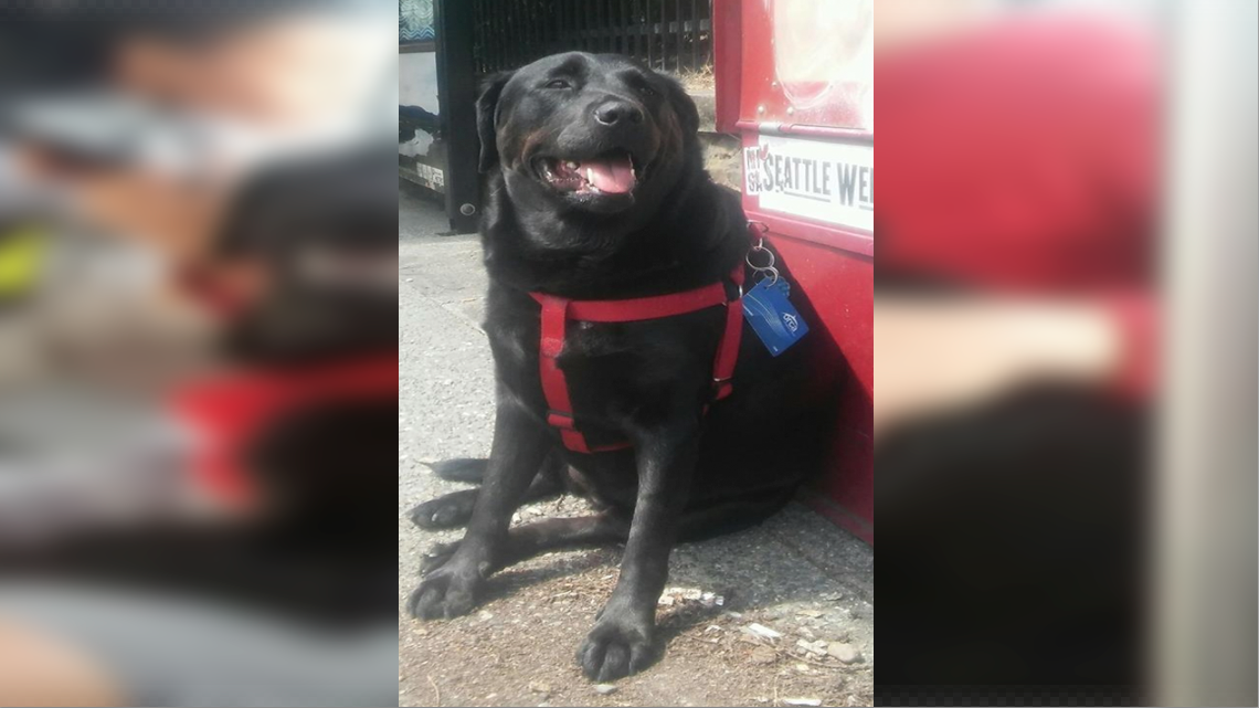Conoce a Eclipse la perrita que viaja sola en autobús 