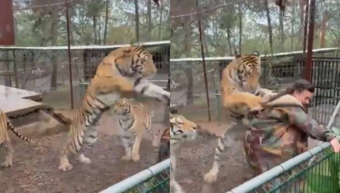 Tigre sorprende por la espalda a una veterinaria en Jalisco 