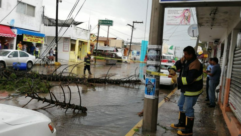 Entrada de frente frío ocasiona caída de árboles en Madero