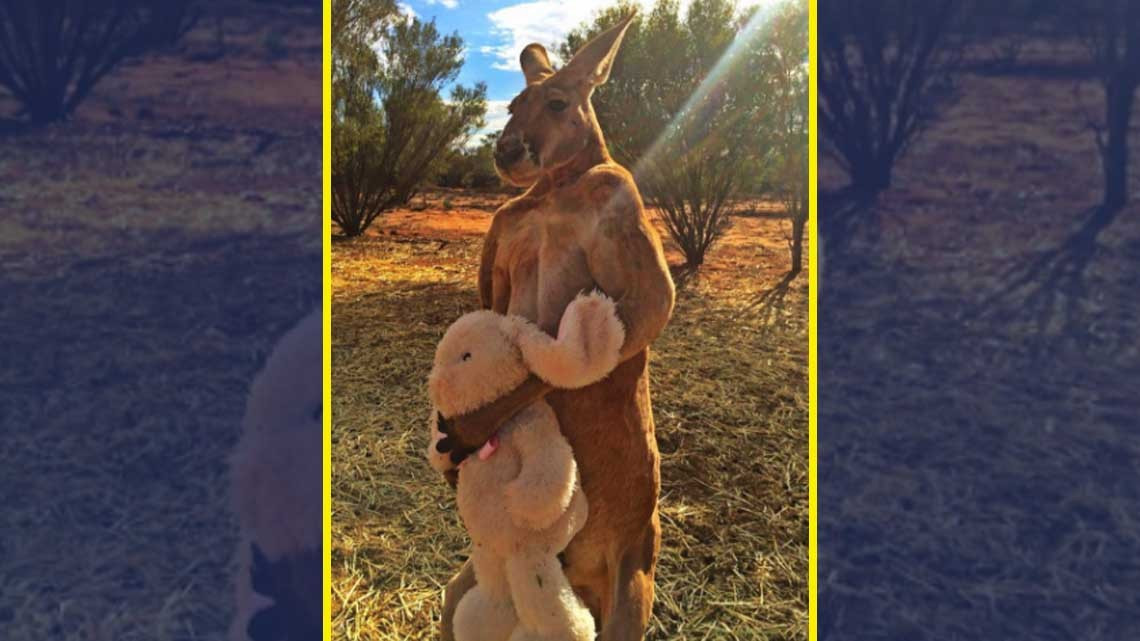 Conoce a "El canguro fisicoculturista"