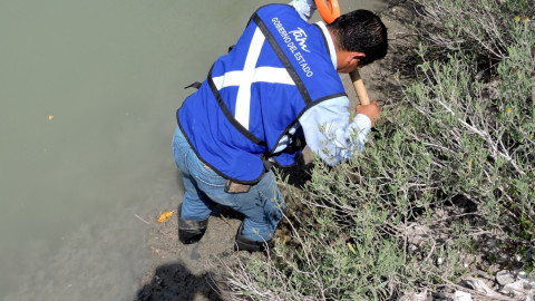 Tres mil plántulas más de Mangle reforestadas en apoyo a la Biodiversidad de Tamaulipas