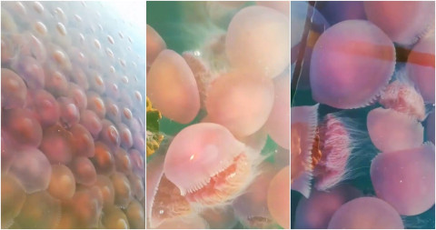 Playa en Filipinas se llena de medusas rosadas