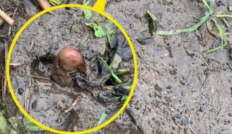  Llaman a la policía por hallazgo de “dedo humano” y resulta ser una papa