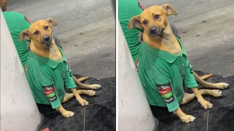 Perrito se vuelve "empleado" de una gasolinera