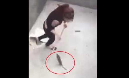 Video de pelea de mujer y rata se vuelve viral