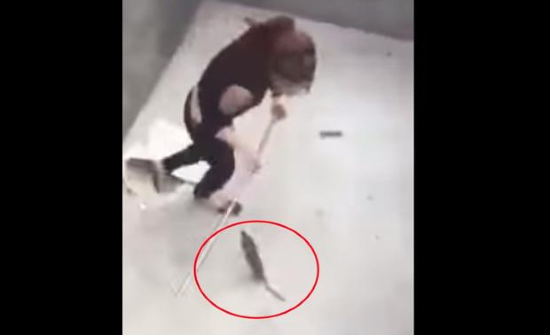Video de pelea de mujer y rata se vuelve viral