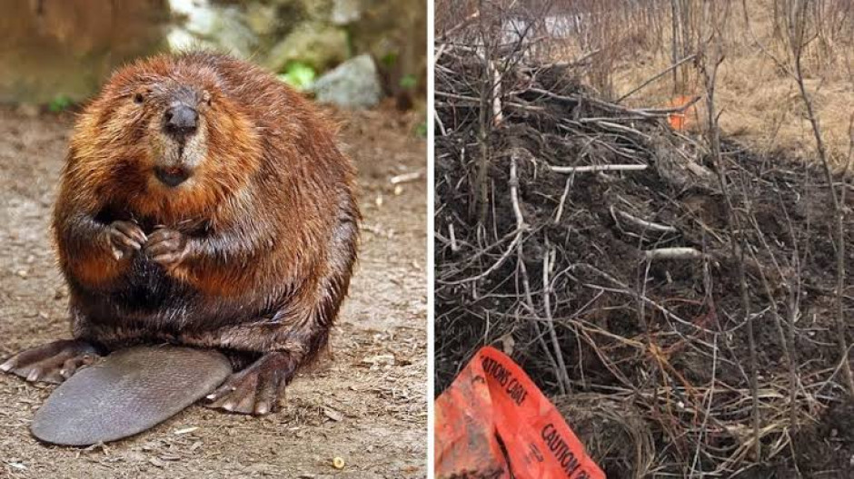 Castores hurtan fibra óptica y dejan sin internet a 900 personas