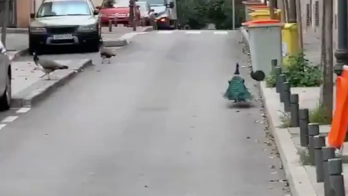 La naturaleza se abre paso por el coronavirus 