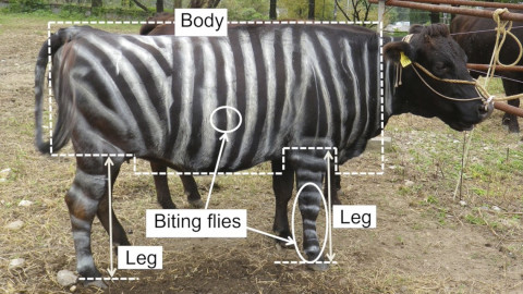 Vacas son pintadas como cebras para evitar picaduras de mosquitos