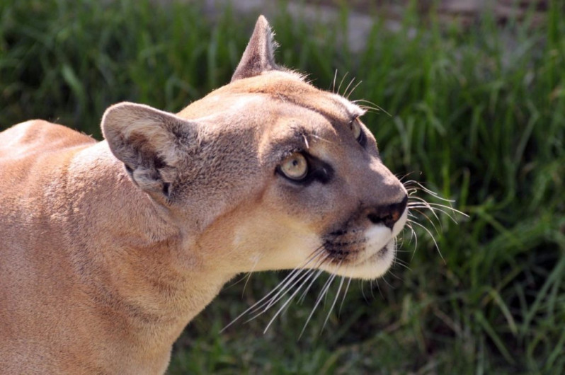 Muere “Miztli”, la mascota de los pumas de la UNAM