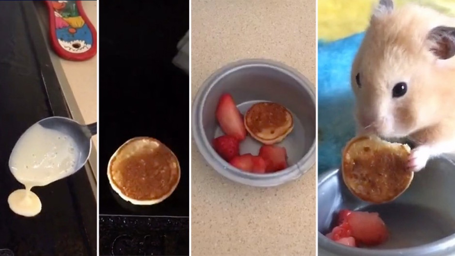 ¡Ese sí es amor por su mascota! Prepara mini hot cakes para su hámster