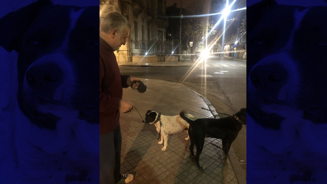 El "perro vaca" que engañó a una ciudad entera