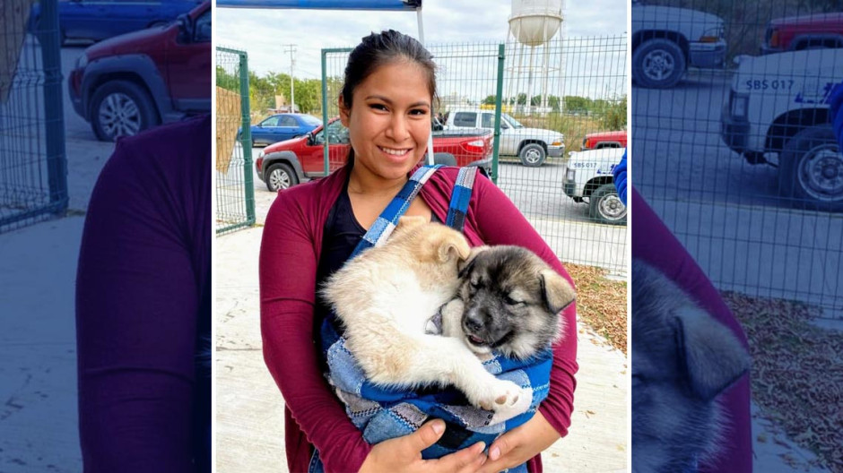 Febrero, mes de las cirugías de esterilización de mascotas