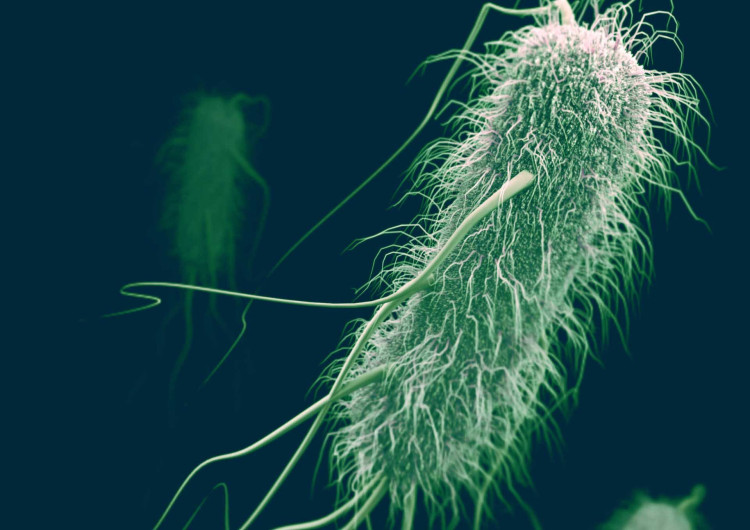 EU reporta brote de E. Coli en cinco estados