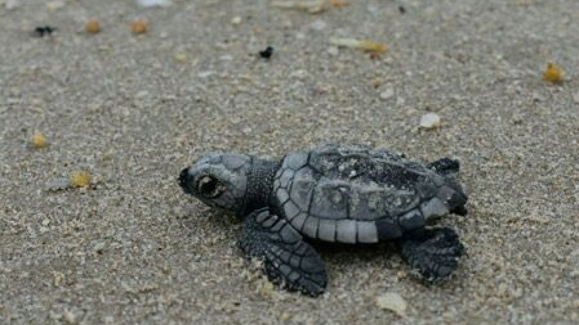 Nacen en Tamaulipas más de 100 mil crías de tortugas Lora 