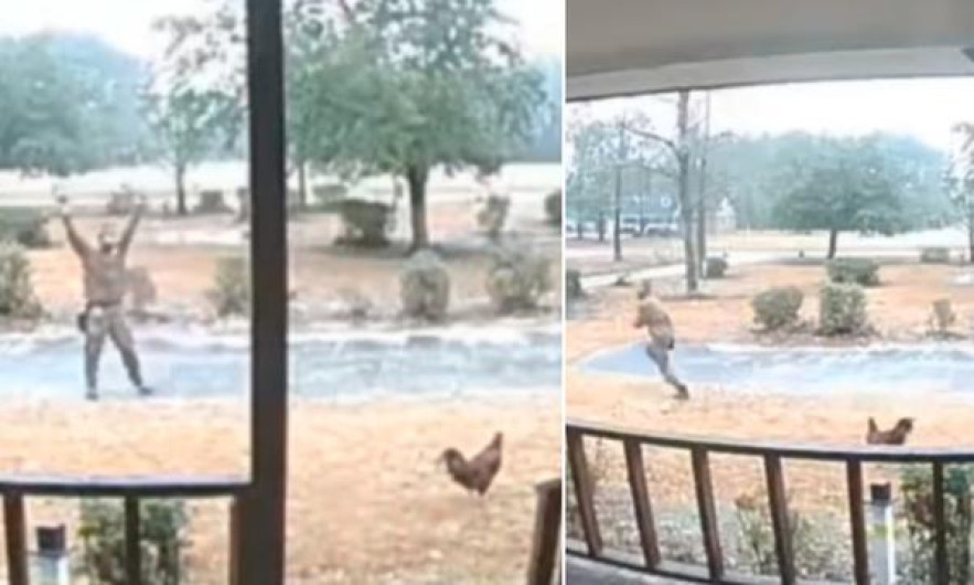 Fred, el gallo guardián que protege su hogar de los extraños 