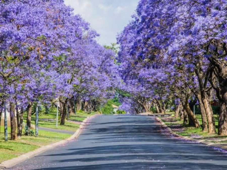 Anuncian el parque “Las Jacarandas” para Matamoros 