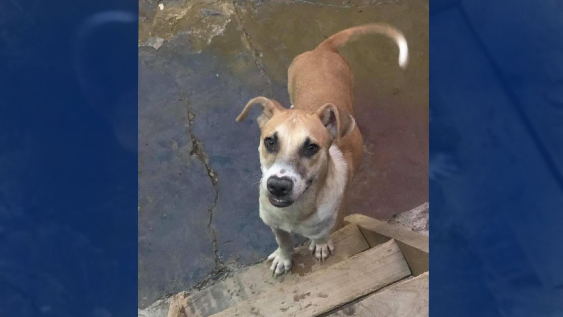 Refugios de animales frenan rescates, urgen adopciones