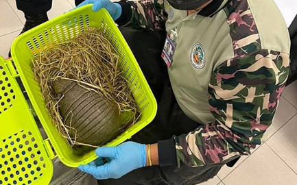 Rescatan en aeropuerto de Tailandia a más de cien animales 