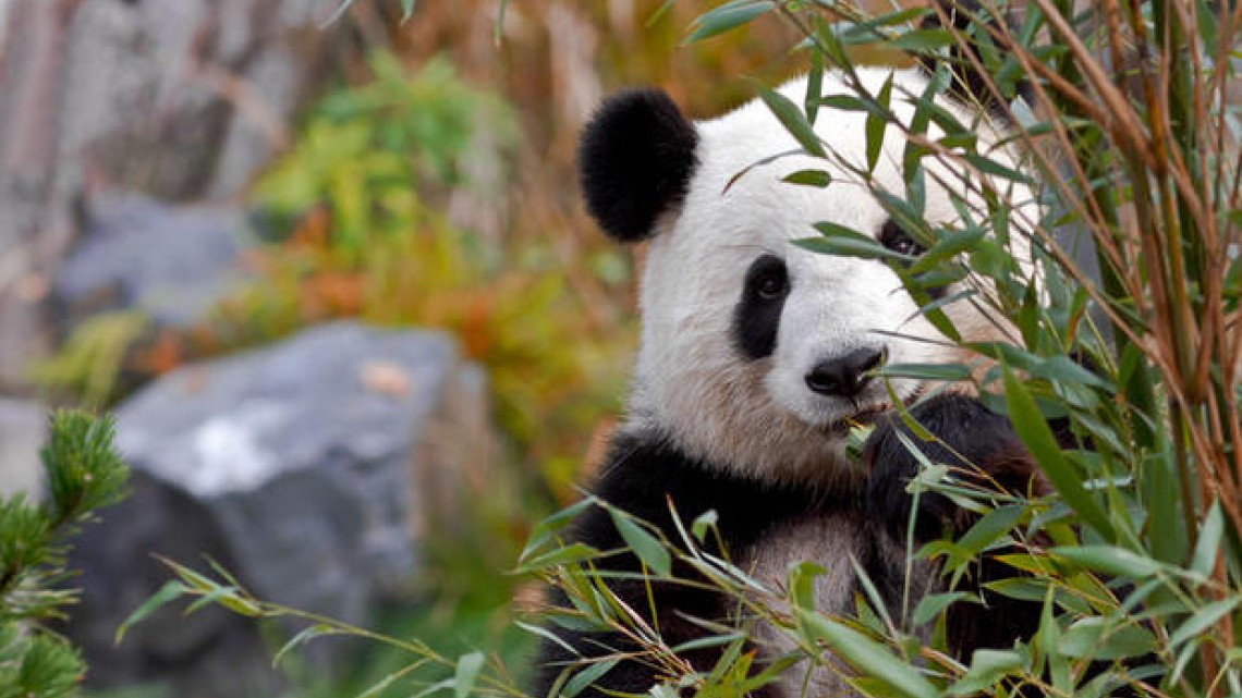 Nacen dos crías de osos panda en Alemania