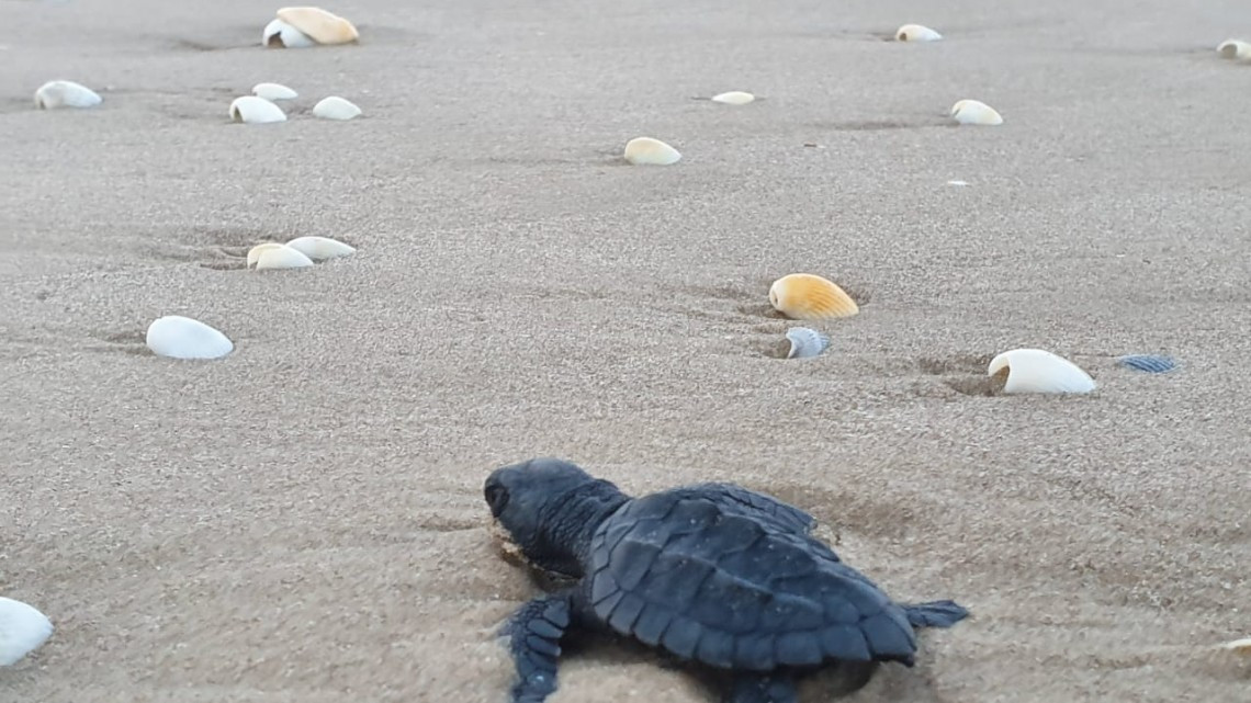 Despide Tamaulipas a la Tortuga Lora