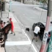 ¡La ayuda siempre viene de quien menos lo esperas! Perritos impiden secuestro de un abuelito en plena calle
