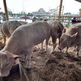 Precios de la carne suben 25% a pesar del cierre de EU para la exportación de ganado 