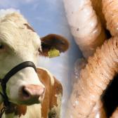 México refuerza medidas para controlar y erradicar el gusano barrenador del ganado