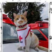 Muere atropellado Cruzberto, el gatito de la Cruz Roja  