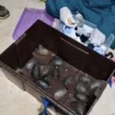 Tráfico de vida silvestre: aseguradas 774 tortugas en aeropuerto de Tijuana