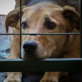 Sacrificio de 70 perros en Santa Catarina desata indignación nacional; Gobernador ordena investigación